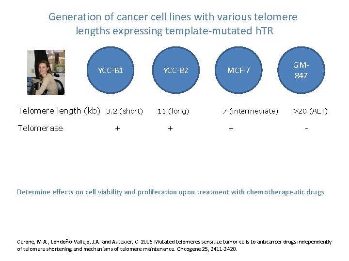 Generation of cancer cell lines with various telomere lengths expressing template-mutated h. TR YCC-B