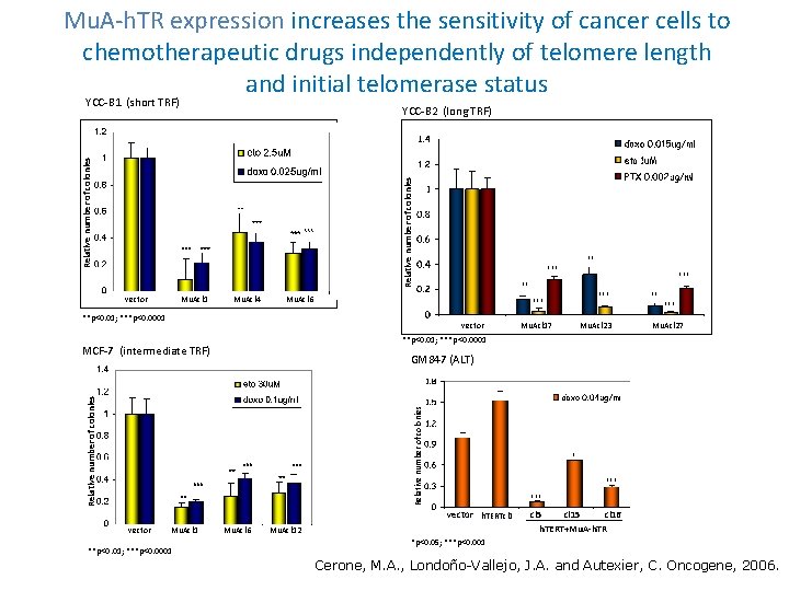 Mu. A-h. TR expression increases the sensitivity of cancer cells to chemotherapeutic drugs independently