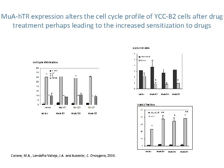 Mu. A-h. TR expression alters the cell cycle profile of YCC-B 2 cells after