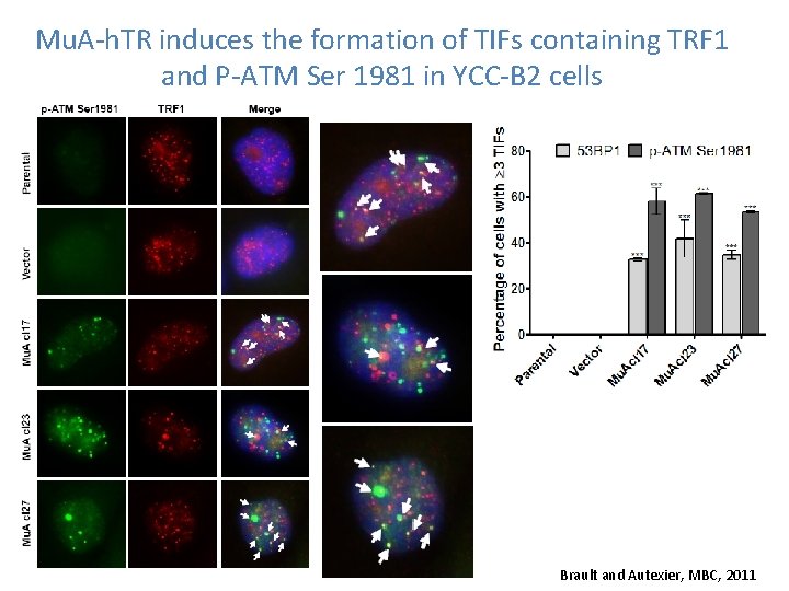 Mu. A-h. TR induces the formation of TIFs containing TRF 1 and P-ATM Ser