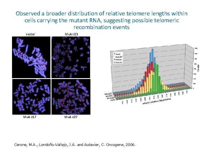 Observed a broader distribution of relative telomere lengths within cells carrying the mutant RNA,