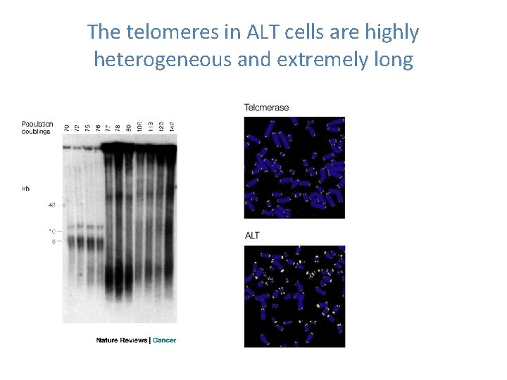 The telomeres in ALT cells are highly heterogeneous and extremely long 