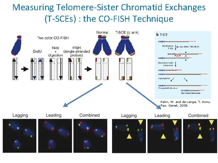 Measuring Telomere-Sister Chromatid Exchanges (T-SCEs) : the CO-FISH Technique Palm, W. and de Lange,