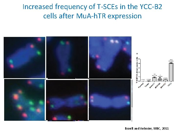 Increased frequency of T-SCEs in the YCC-B 2 cells after Mu. A-h. TR expression