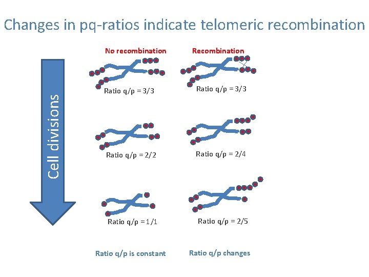 Changes in pq-ratios indicate telomeric recombination Cell divisions No recombination Ratio q/p = 3/3