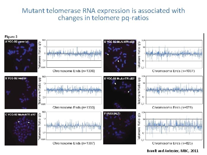 Mutant telomerase RNA expression is associated with changes in telomere pq-ratios Brault and Autexier,