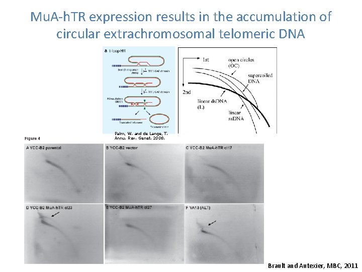 Mu. A-h. TR expression results in the accumulation of circular extrachromosomal telomeric DNA Palm,