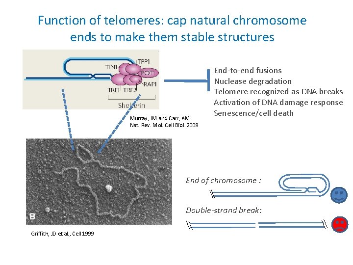 Function of telomeres: cap natural chromosome ends to make them stable structures Murray, JM