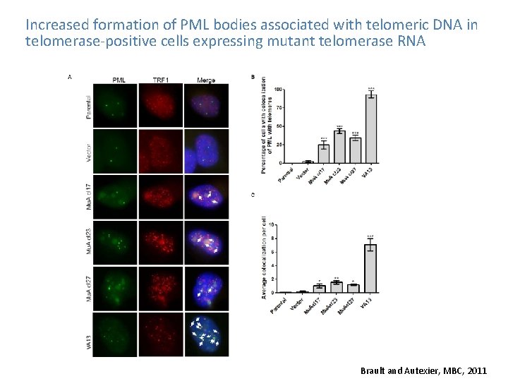 Increased formation of PML bodies associated with telomeric DNA in telomerase-positive cells expressing mutant