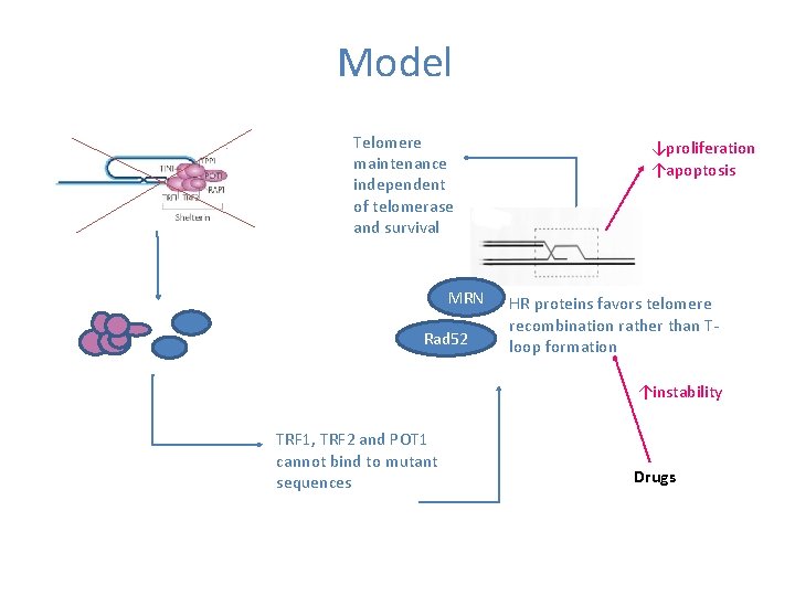 Model Telomere maintenance independent of telomerase and survival MRN Rad 52 ↓proliferation ↑apoptosis HR