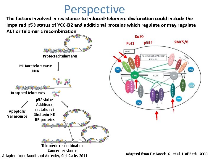 Perspective The factors involved in resistance to induced-telomere dysfunction could include the impaired p