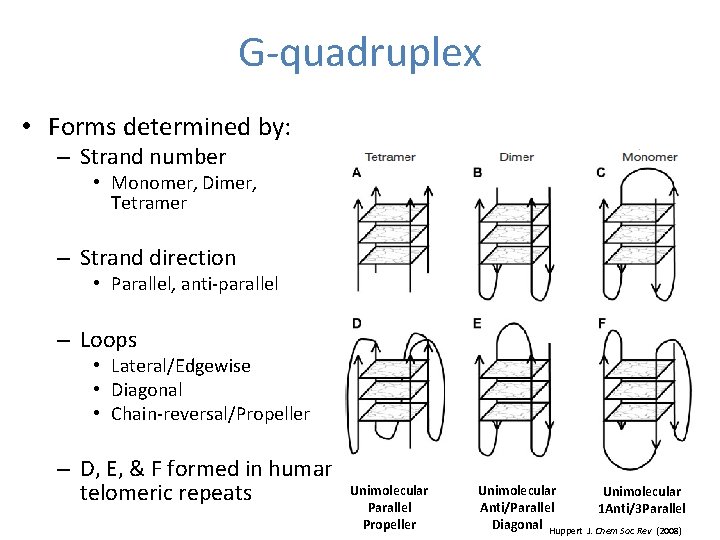 G-quadruplex • Forms determined by: – Strand number • Monomer, Dimer, Tetramer – Strand