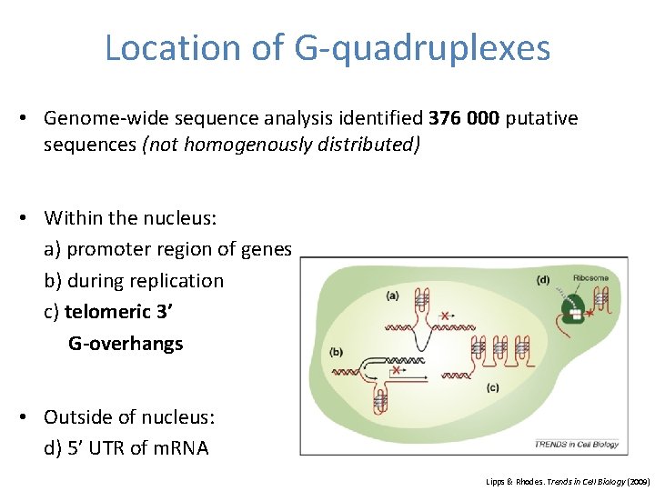 Location of G-quadruplexes • Genome-wide sequence analysis identified 376 000 putative sequences (not homogenously