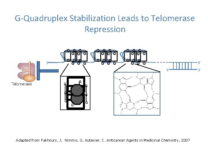 G-Quadruplex Stabilization Leads to Telomerase Repression 3’ G G G G G G G