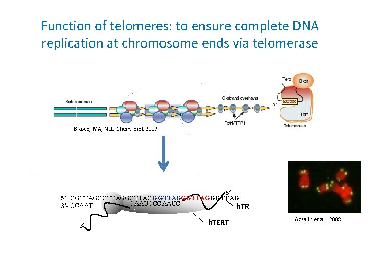 Function of telomeres: to ensure complete DNA replication at chromosome ends via telomerase Blasco,