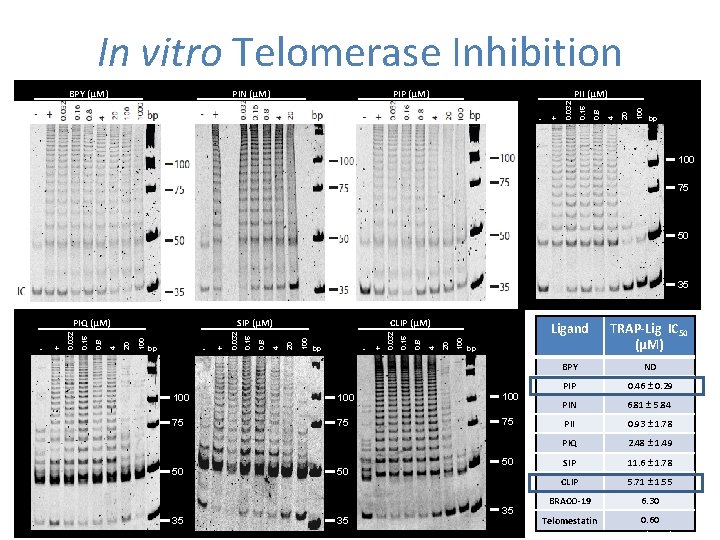 In vitro Telomerase Inhibition 100 + 20 - 4 PII (µM) 0. 8 PIP