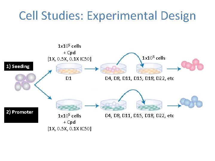 Cell Studies: Experimental Design 1 x 105 cells + Cpd [1 X, 0. 5