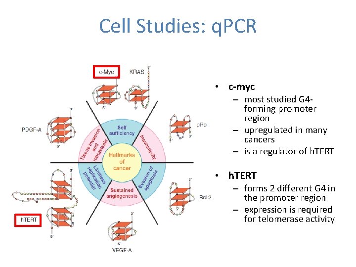 Cell Studies: q. PCR • c-myc – most studied G 4 forming promoter region