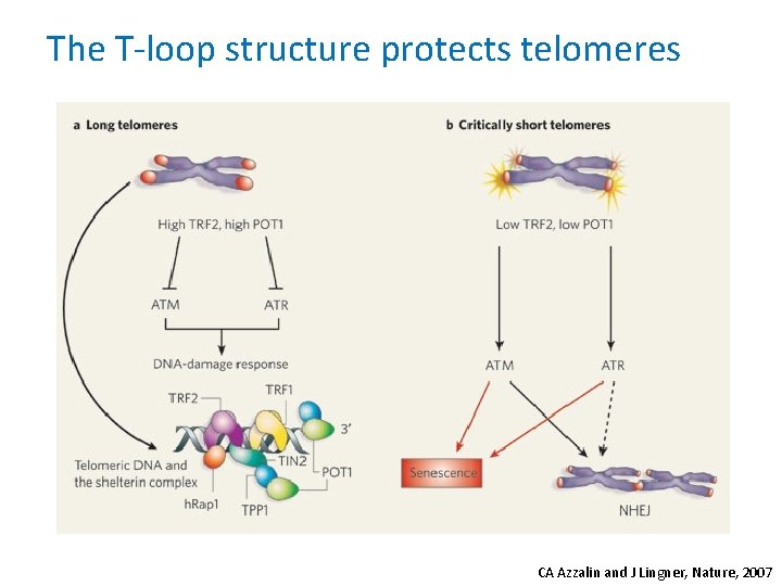 The T-loop structure protects telomeres CA Azzalin and J Lingner, Nature, 2007 