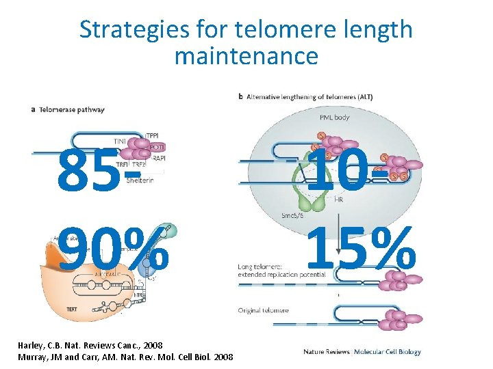 Strategies for telomere length maintenance 8590% Harley, C. B. Nat. Reviews Canc. , 2008