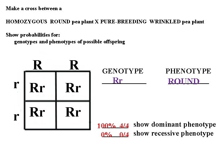 Make a cross between a HOMOZYGOUS ROUND pea plant X PURE-BREEDING WRINKLED pea plant