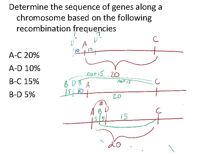 Determine the sequence of genes along a chromosome based on the following recombination frequencies
