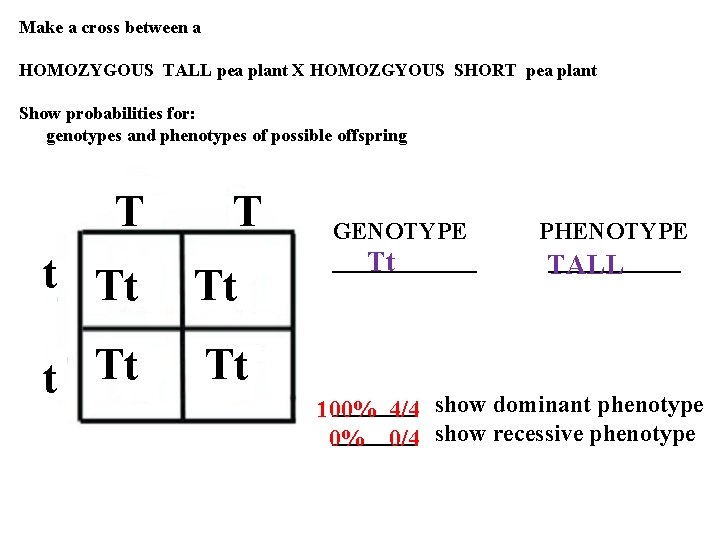 Make a cross between a HOMOZYGOUS TALL pea plant X HOMOZGYOUS SHORT pea plant