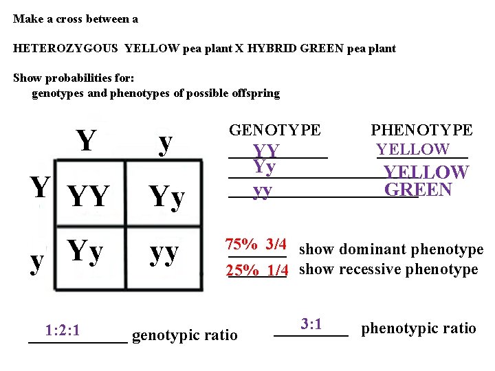 Make a cross between a HETEROZYGOUS YELLOW pea plant X HYBRID GREEN pea plant