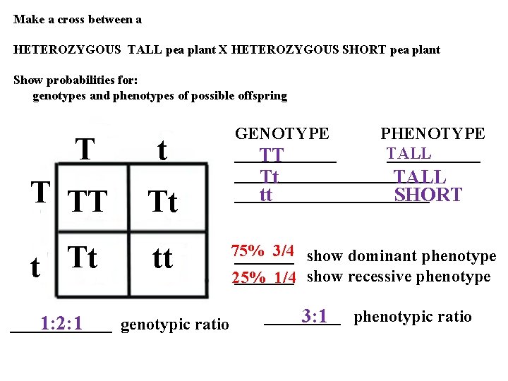 Make a cross between a HETEROZYGOUS TALL pea plant X HETEROZYGOUS SHORT pea plant