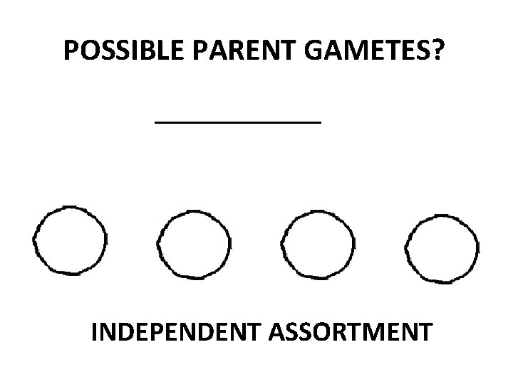 POSSIBLE PARENT GAMETES? _____________ INDEPENDENT ASSORTMENT 