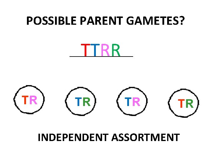 POSSIBLE PARENT GAMETES? TTRR ____________ TR TR INDEPENDENT ASSORTMENT 