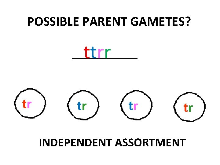 POSSIBLE PARENT GAMETES? ttrr ____________ tr tr INDEPENDENT ASSORTMENT 