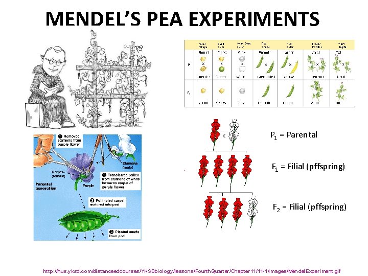 MENDEL’S PEA EXPERIMENTS P 1 = Parental F 1 = Filial (pffspring) F 2