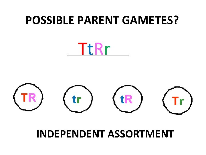 POSSIBLE PARENT GAMETES? Tt. Rr ____________ TR tr t. R Tr INDEPENDENT ASSORTMENT 