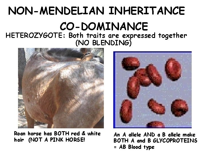 NON-MENDELIAN INHERITANCE CO-DOMINANCE HETEROZYGOTE: Both traits are expressed together (NO BLENDING) Roan horse has