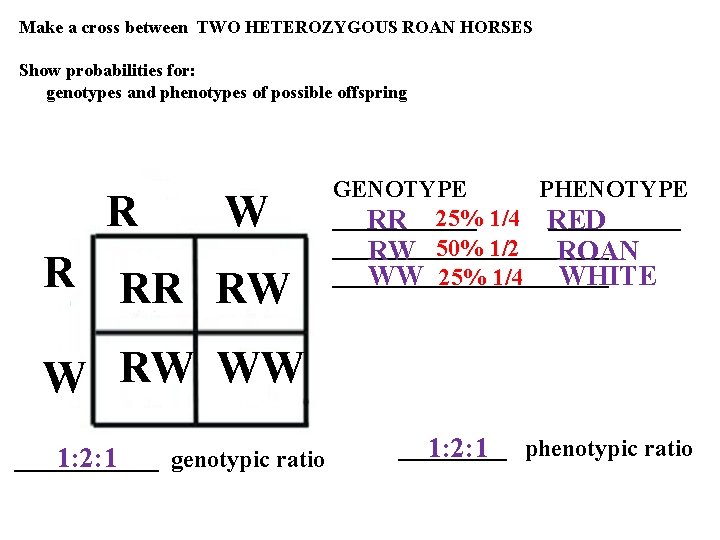 Make a cross between TWO HETEROZYGOUS ROAN HORSES Show probabilities for: genotypes and phenotypes