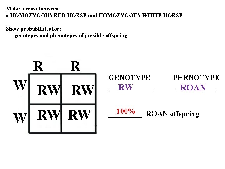 Make a cross between a HOMOZYGOUS RED HORSE and HOMOZYGOUS WHITE HORSE Show probabilities