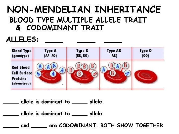 NON-MENDELIAN INHERITANCE BLOOD TYPE MULTIPLE ALLELE TRAIT & CODOMINANT TRAIT ALLELES: _____ allele is