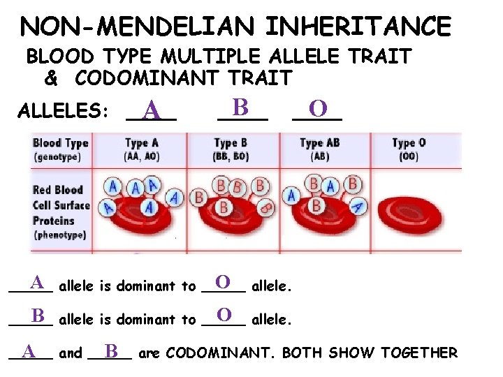 NON-MENDELIAN INHERITANCE BLOOD TYPE MULTIPLE ALLELE TRAIT & CODOMINANT TRAIT ALLELES: ____ A B