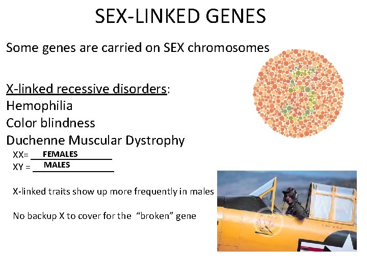 SEX-LINKED GENES Some genes are carried on SEX chromosomes X-linked recessive disorders: Hemophilia Color