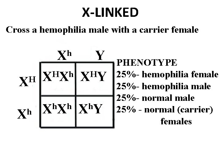 X-LINKED Cross a hemophilia male with a carrier female XH Xh h X Y