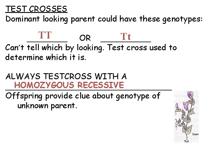 TEST CROSSES Dominant looking parent could have these genotypes: TT Tt ____ OR _____