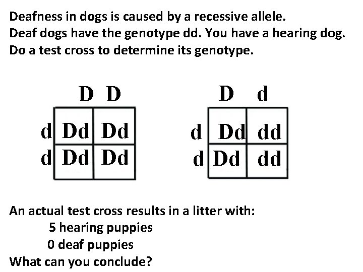 Deafness in dogs is caused by a recessive allele. Deaf dogs have the genotype