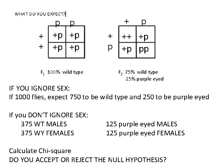 p + + + p +p +p F 1 100% wild type + p