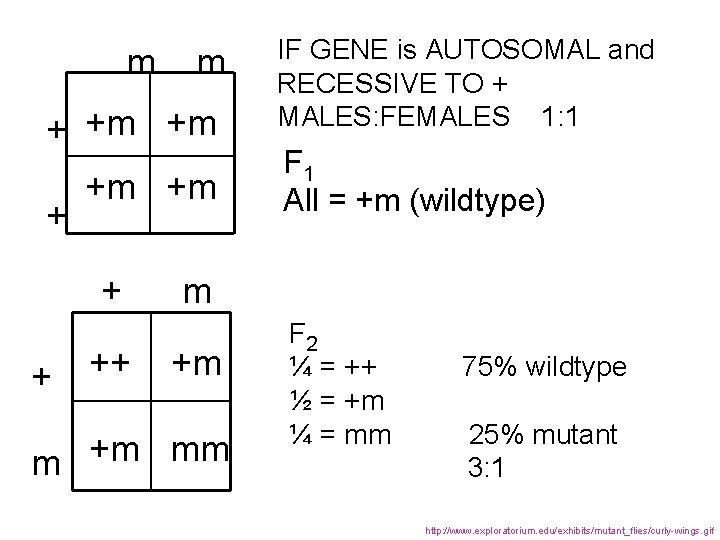 m m + +m +m + + ++ IF GENE is AUTOSOMAL and RECESSIVE