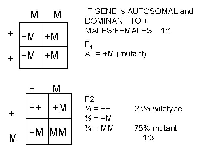 M M + +M +M + + M ++ IF GENE is AUTOSOMAL and