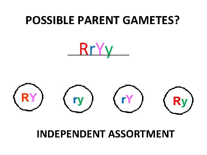 POSSIBLE PARENT GAMETES? Rr. Yy ____________ RY ry r. Y Ry INDEPENDENT ASSORTMENT 