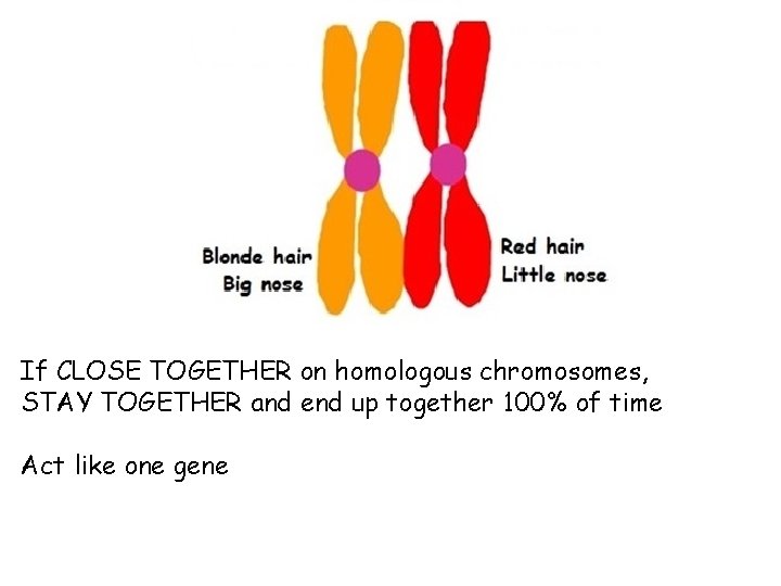 If CLOSE TOGETHER on homologous chromosomes, STAY TOGETHER and end up together 100% of