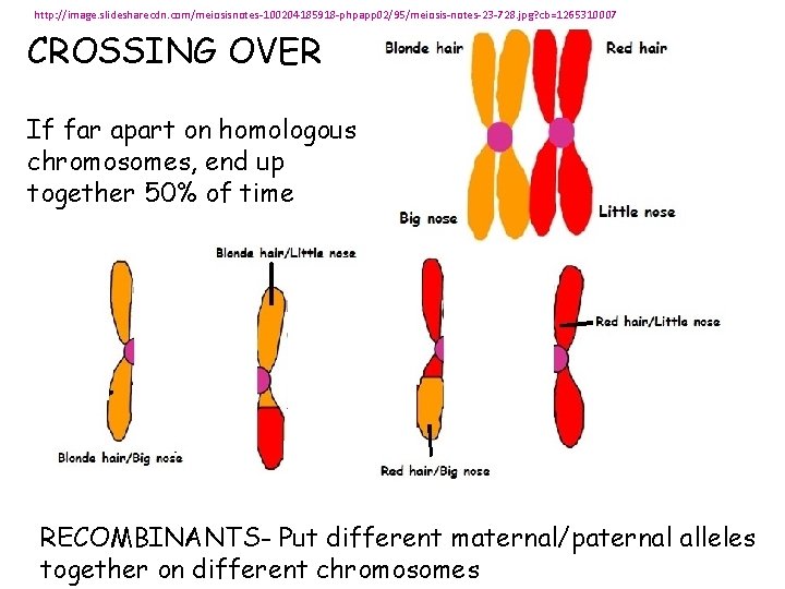 http: //image. slidesharecdn. com/meiosisnotes-100204185918 -phpapp 02/95/meiosis-notes-23 -728. jpg? cb=1265310007 CROSSING OVER If far apart