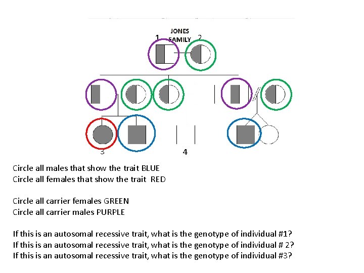 1 3 2 4 Circle all males that show the trait BLUE Circle all
